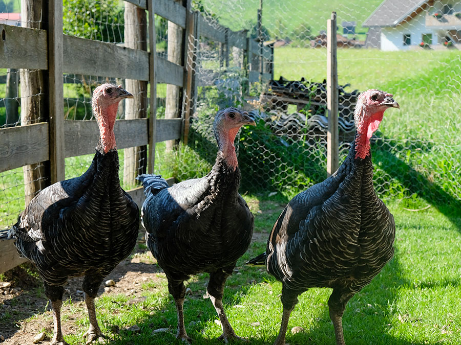 Turkeys